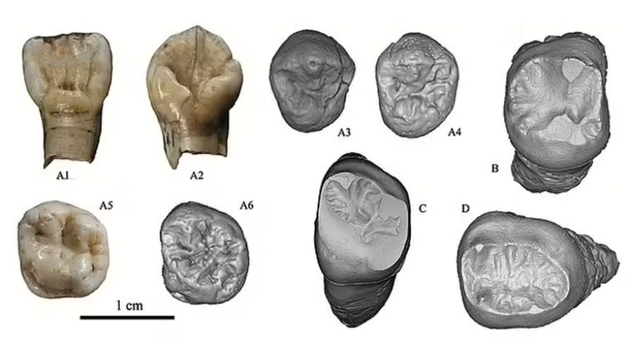 Cientistas descobrem nova espécie humana, com dentes e crânios gigantes