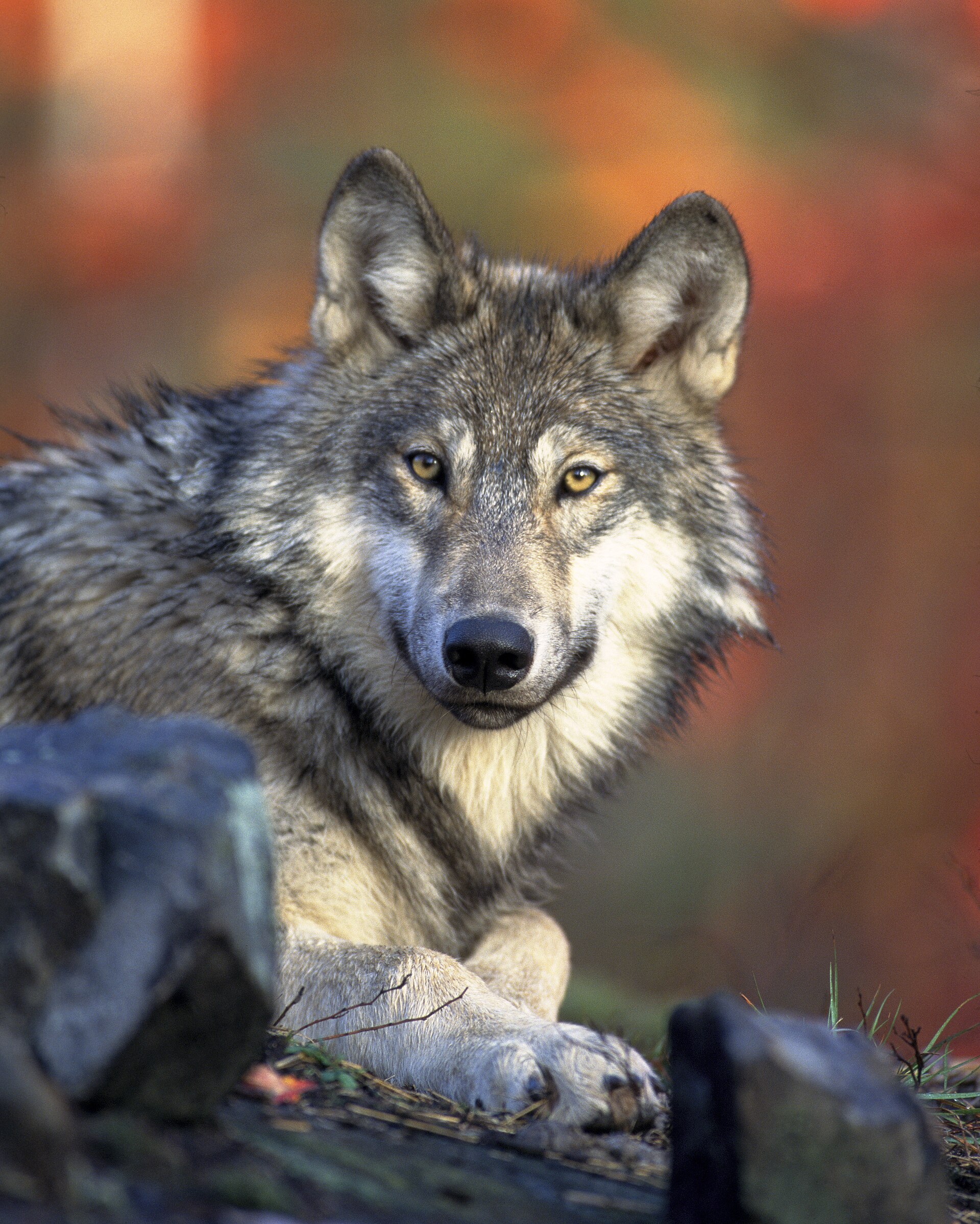 Imagem de referência relacionada a Wolfs, item descrito como registro de referência sobre Wolfs, organizado a partir de dados estruturados abertos