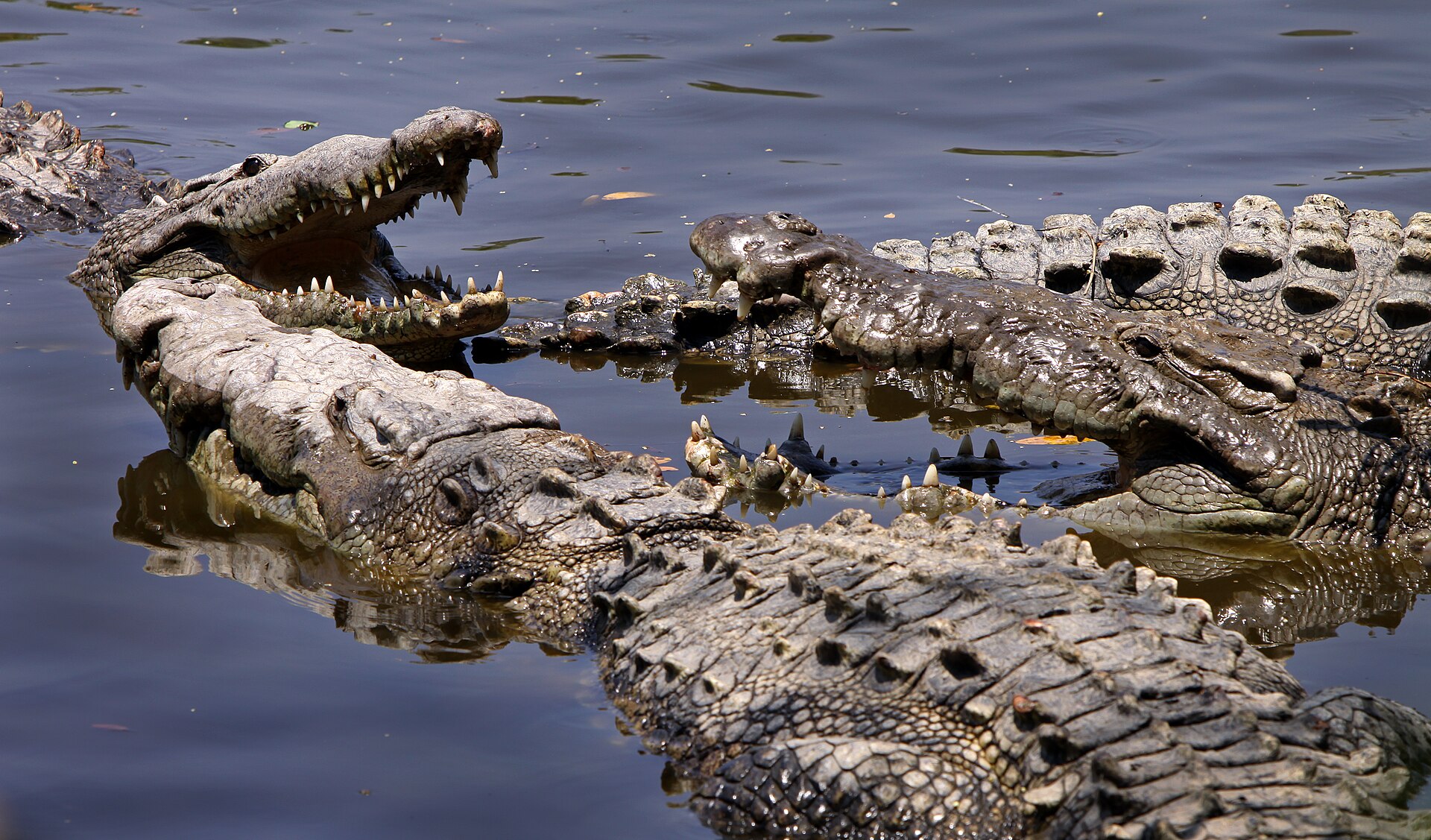 Imagem de referência relacionada a Crocodilo, item descrito como filme de 2000 dirigido por Tobe Hooper