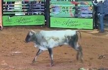 Sem conseguir escalar proteção, mulher morre atacada por touros em festa popular espanhola