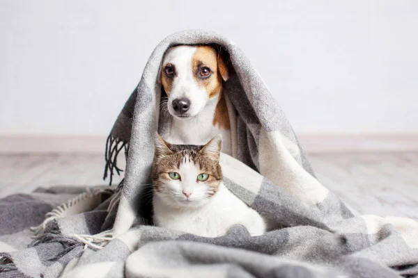 Manter a rotina ameniza o luto de cães e gatos após morte no ciclo social