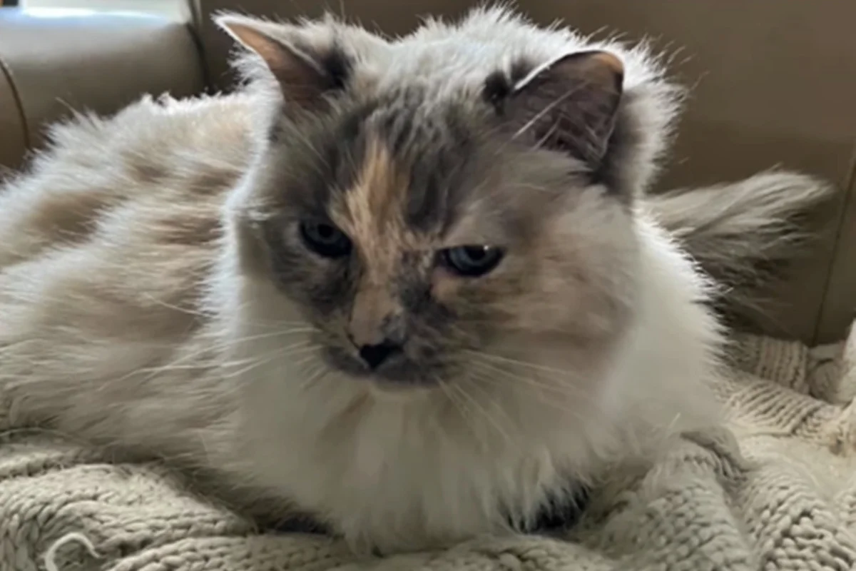 Gata Annie não foi eutanasiada e tutores descobriram um ano e meio depois
