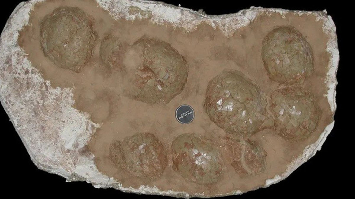 255 fragmentos de casca de ovo com 68 milhões de anos: onde foram encontrados esses ovos de dinossauro gigantes?