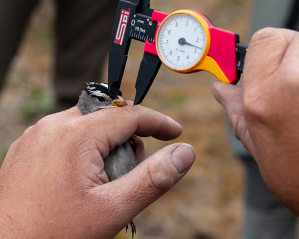 Um ecossistema ártico inteiro pode evoluir para se adaptar à crise climática?
