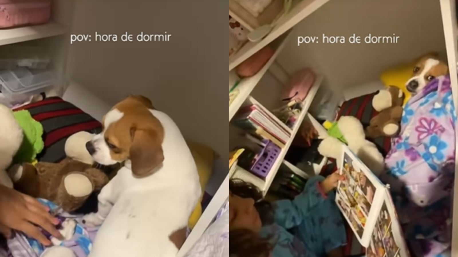 Fred, cachorrinho da Isabel Luiz, viralizou ao provar que gosta do bom e do melhor Montagem - Reprodução/TikTok/@isabelluiz1
