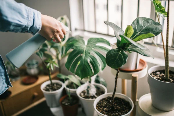 Peperômia é uma das melhores plantas para a cozinha; saiba como cultivar