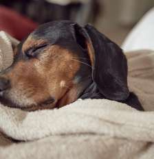 Inverno: veja como proteger seu cachorro das baixas temperaturas Foto: Freepik