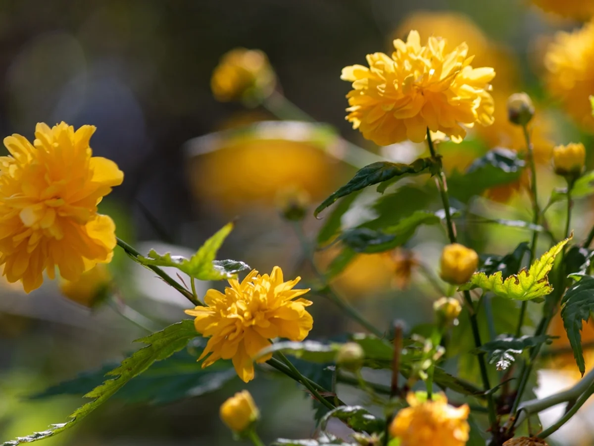 Cientistas reaproveitam resíduos de vinho para produzir flores comestíveis