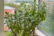 Peperômia é uma das melhores plantas para a cozinha; saiba como cultivar