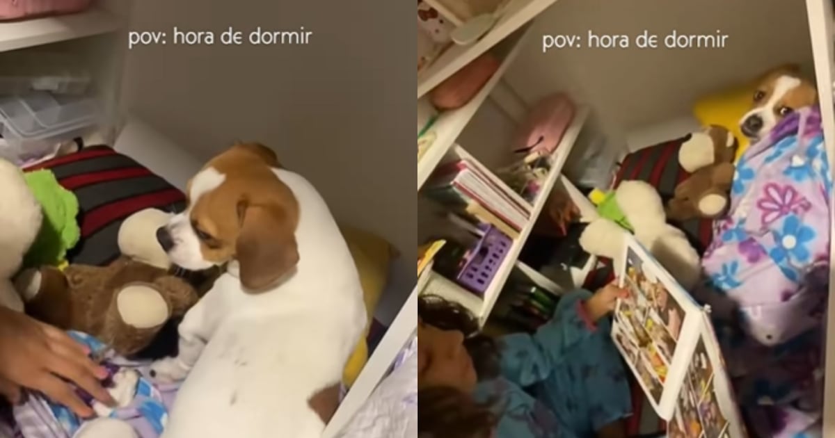 Cachorro viraliza por gostar de cama arrumada e história na hora de dormir 🐶