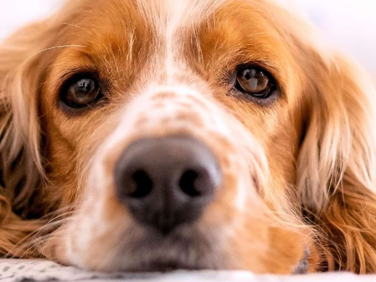 O luto silencioso entre os pets: como os animais da casa reagem à perda de um companheiro