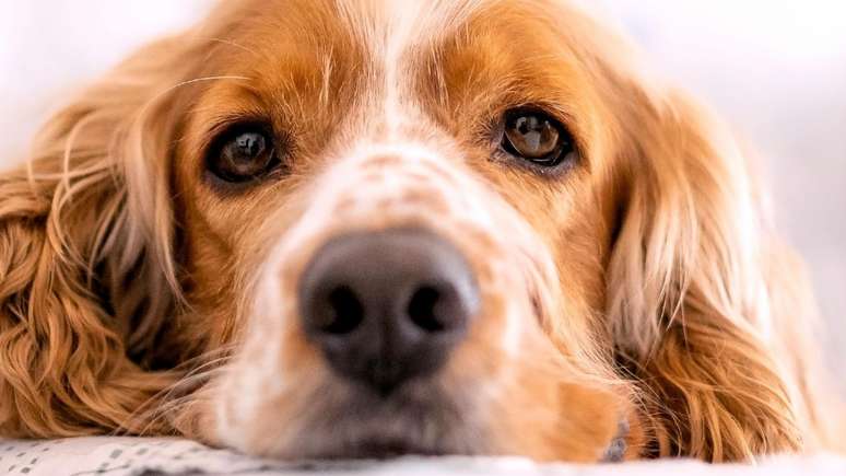 O luto silencioso entre os pets: como os animais da casa reagem à perda de um companheiro