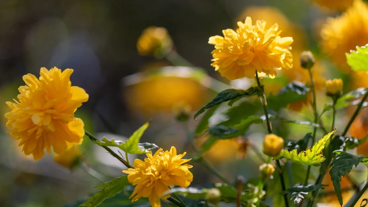 Cientistas reaproveitam resíduos de vinho para produzir flores comestíveis