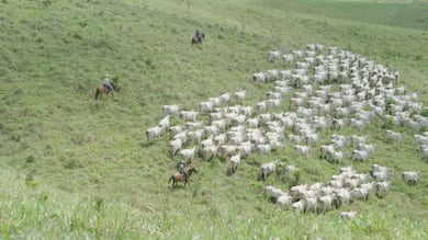 Fazenda em Alagoas completa 200 anos entre a tradição e o futuro da pecuária