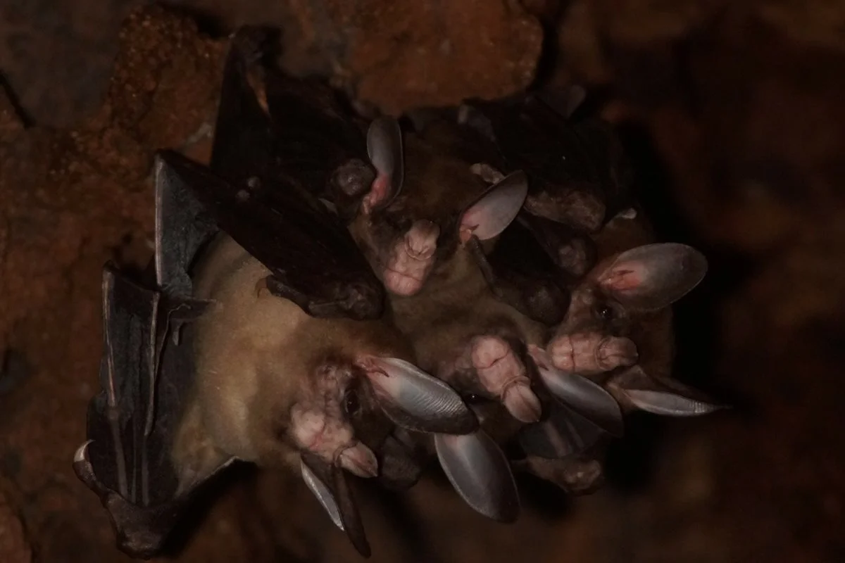 Foto colorida de morcegos dentro de caverna abraçados - Metrópoles.