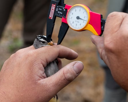 A scientist holding a small bird and measuring the length of its beak with a calliper