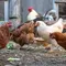 Cara Mengatasi Ayam Kampung yang Lama Tidak Bertelur, Ternyata Bukan Hanya Soal Pakan