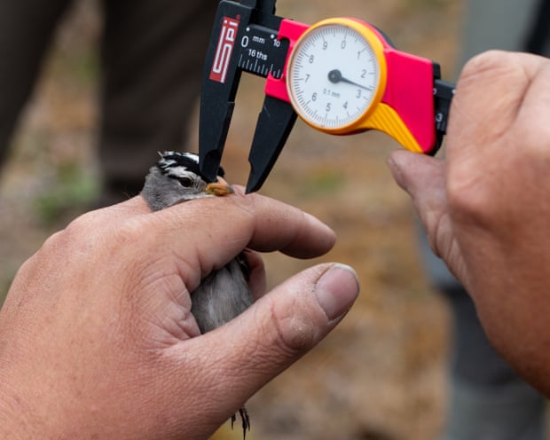Um ecossistema ártico inteiro pode evoluir para se adaptar à crise climática?