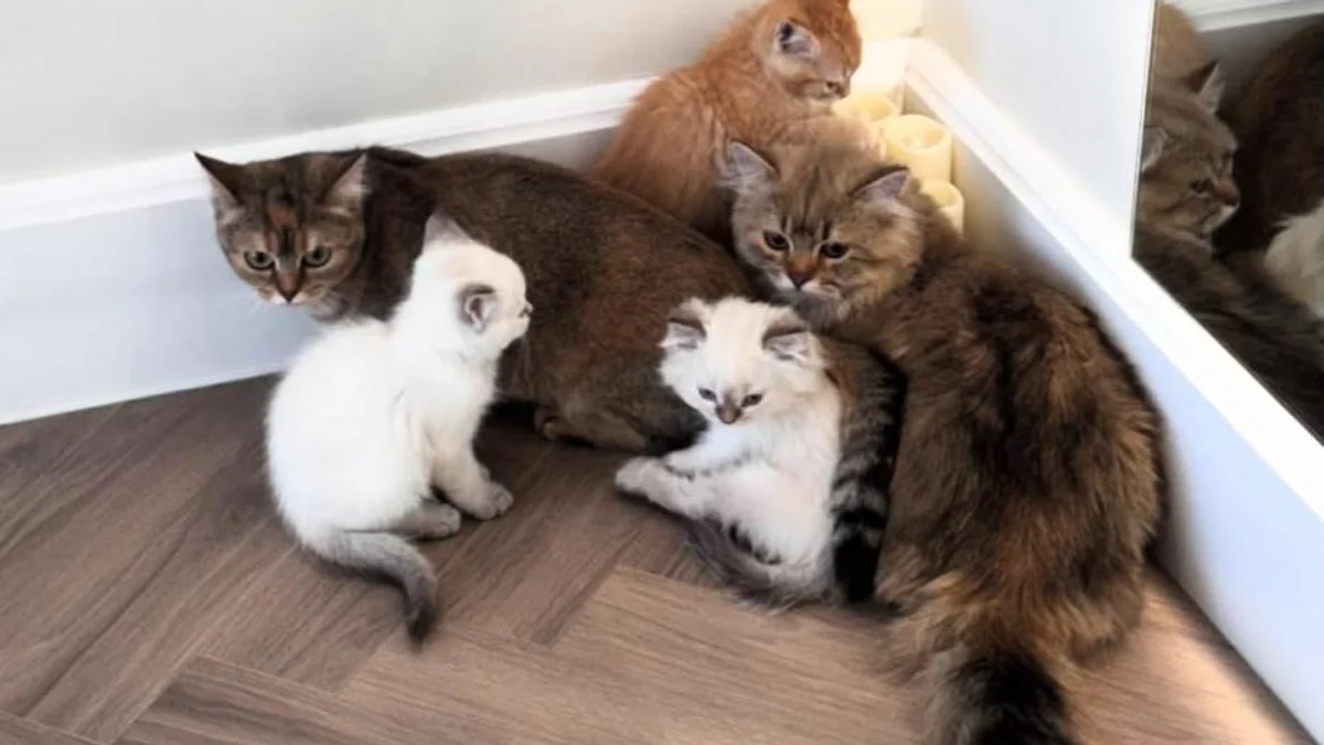 Esta aula de ioga em Riad vem com curiosos gatinhos