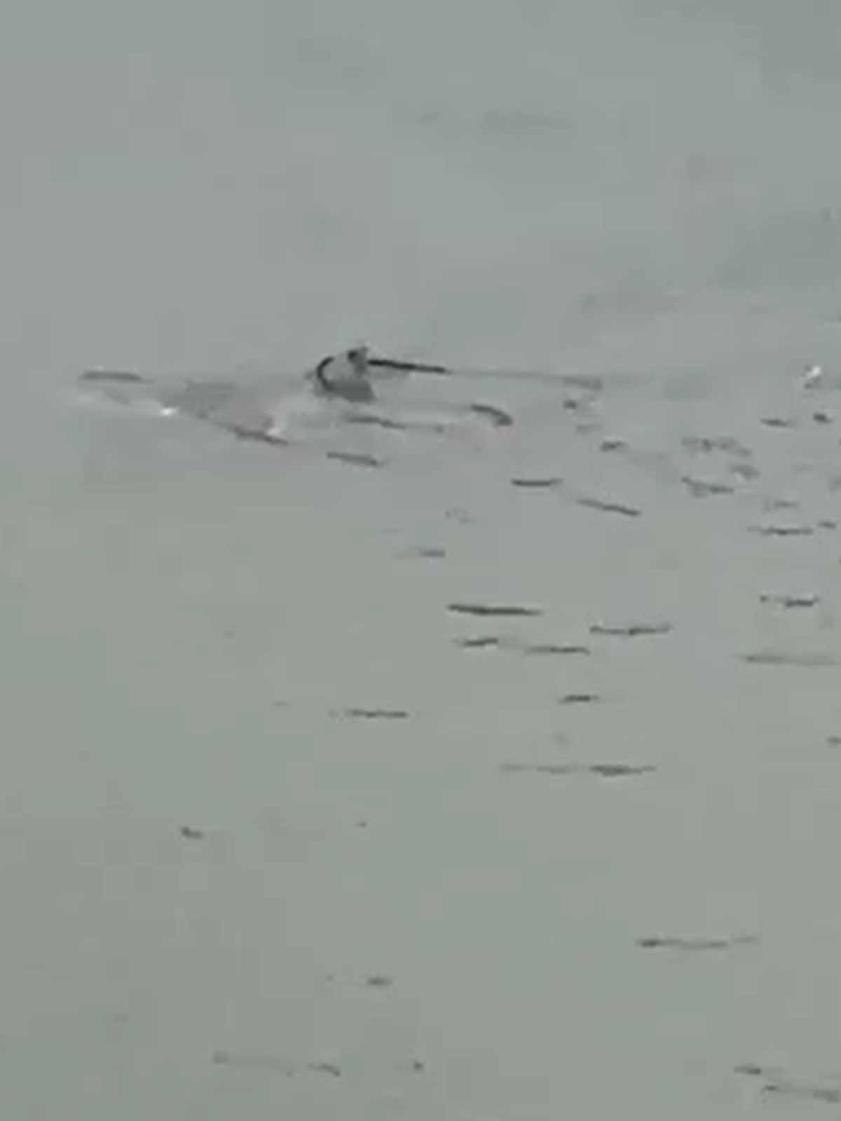 Tubarão é filmado nadando em rua alagada durante tempestade em Nova Jersey