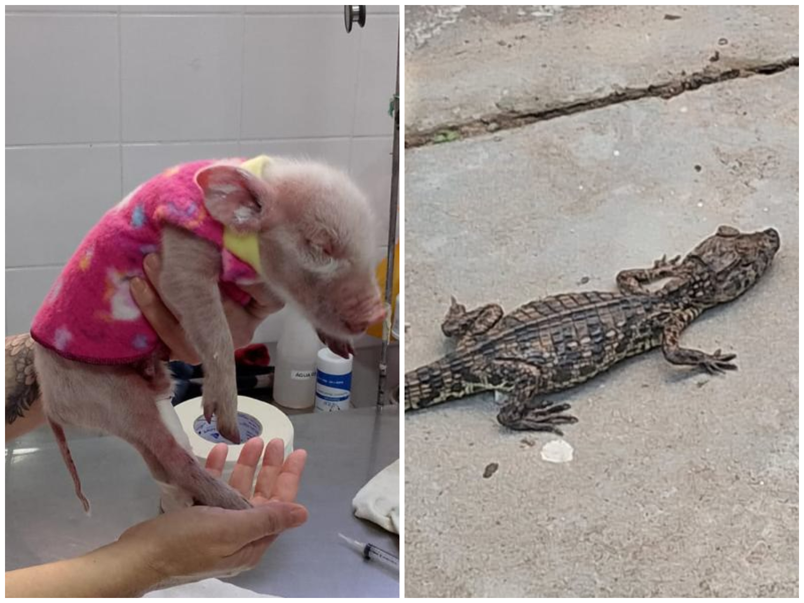 De cães e gatos a jacaré: animais inusitados são encontrados em estações de metrô em SP e Bahia