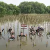 1.600 Mangrove di Pesisir Jawa Barat dan Jakarta Jadi Benteng Hadapi Krisis Iklim