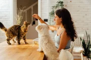 Manter a rotina ameniza o luto de cães e gatos após morte no ciclo social