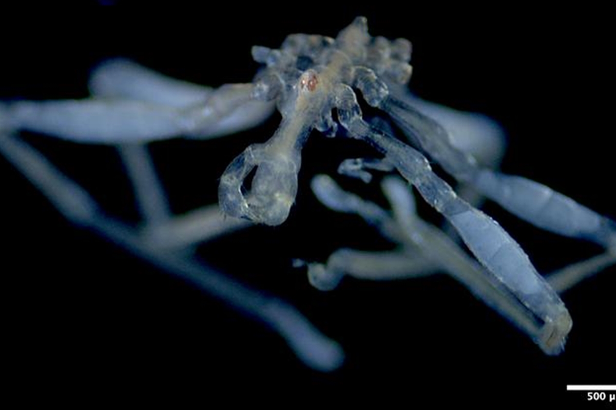 Nova espécie de aranha-marinha tem olhos vermelhos e pernas peludas