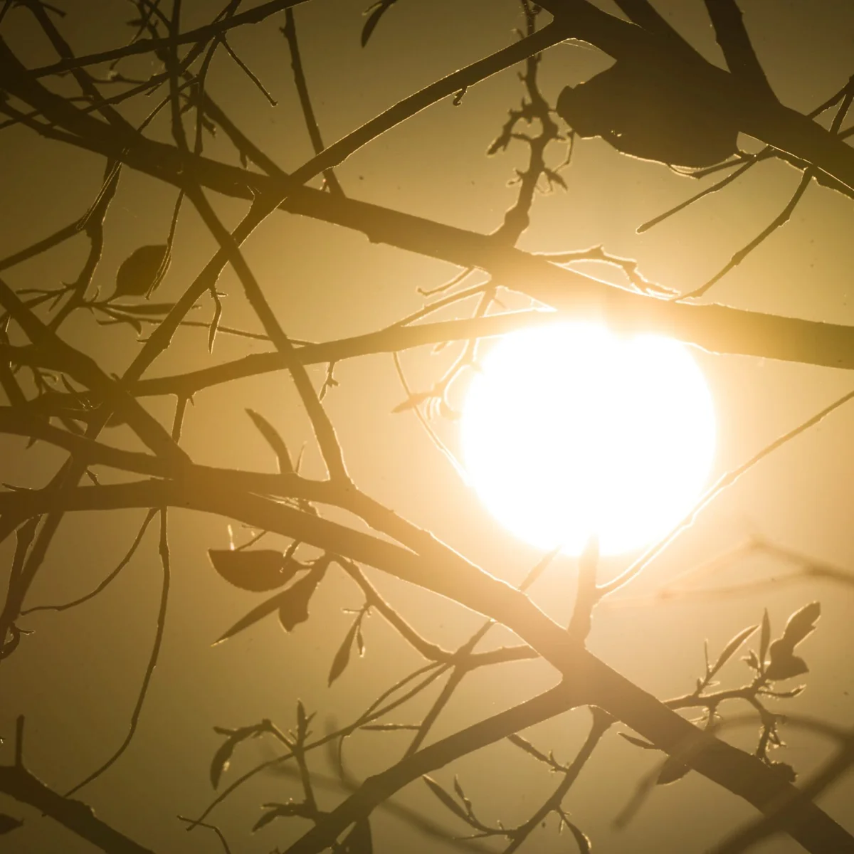 Baixa umidade de calorão: confira a previsão do tempo para semana no DF