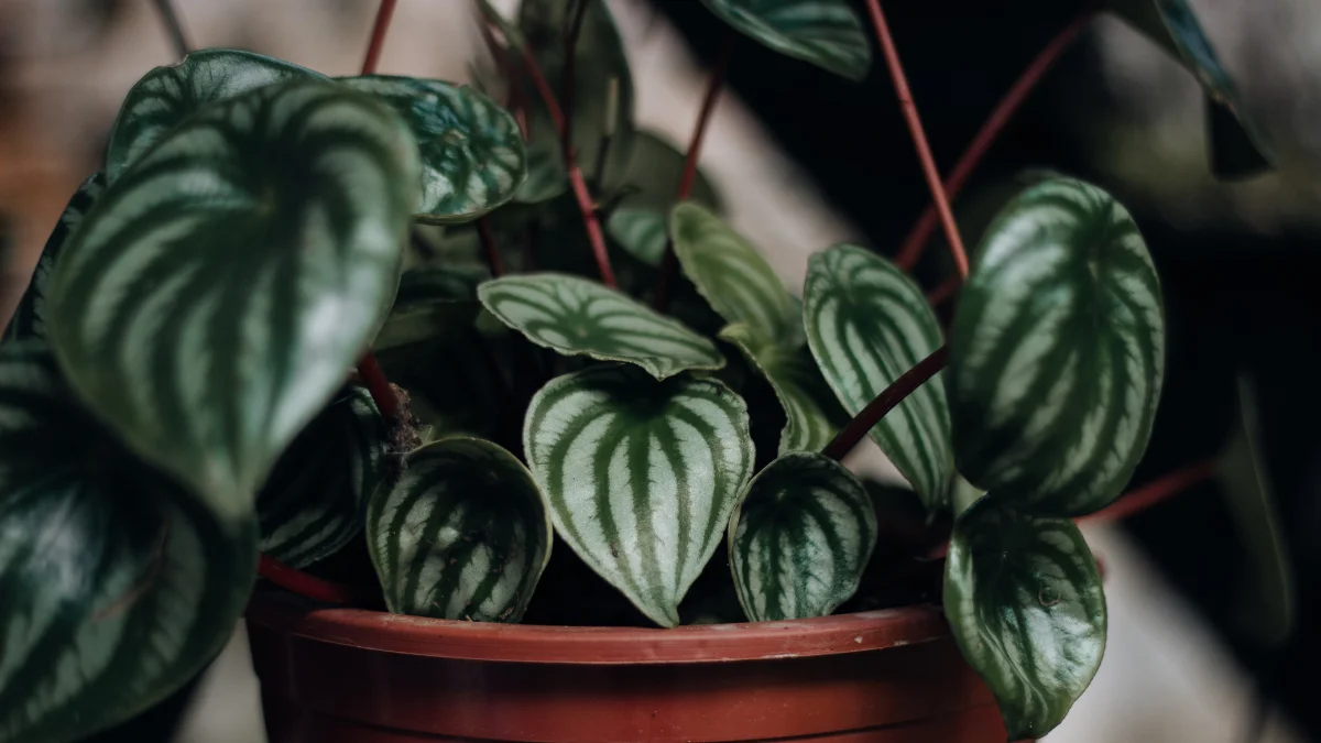 Peperômia é uma das melhores plantas para a cozinha; saiba como cultivar