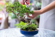 Peperômia é uma das melhores plantas para a cozinha; saiba como cultivar
