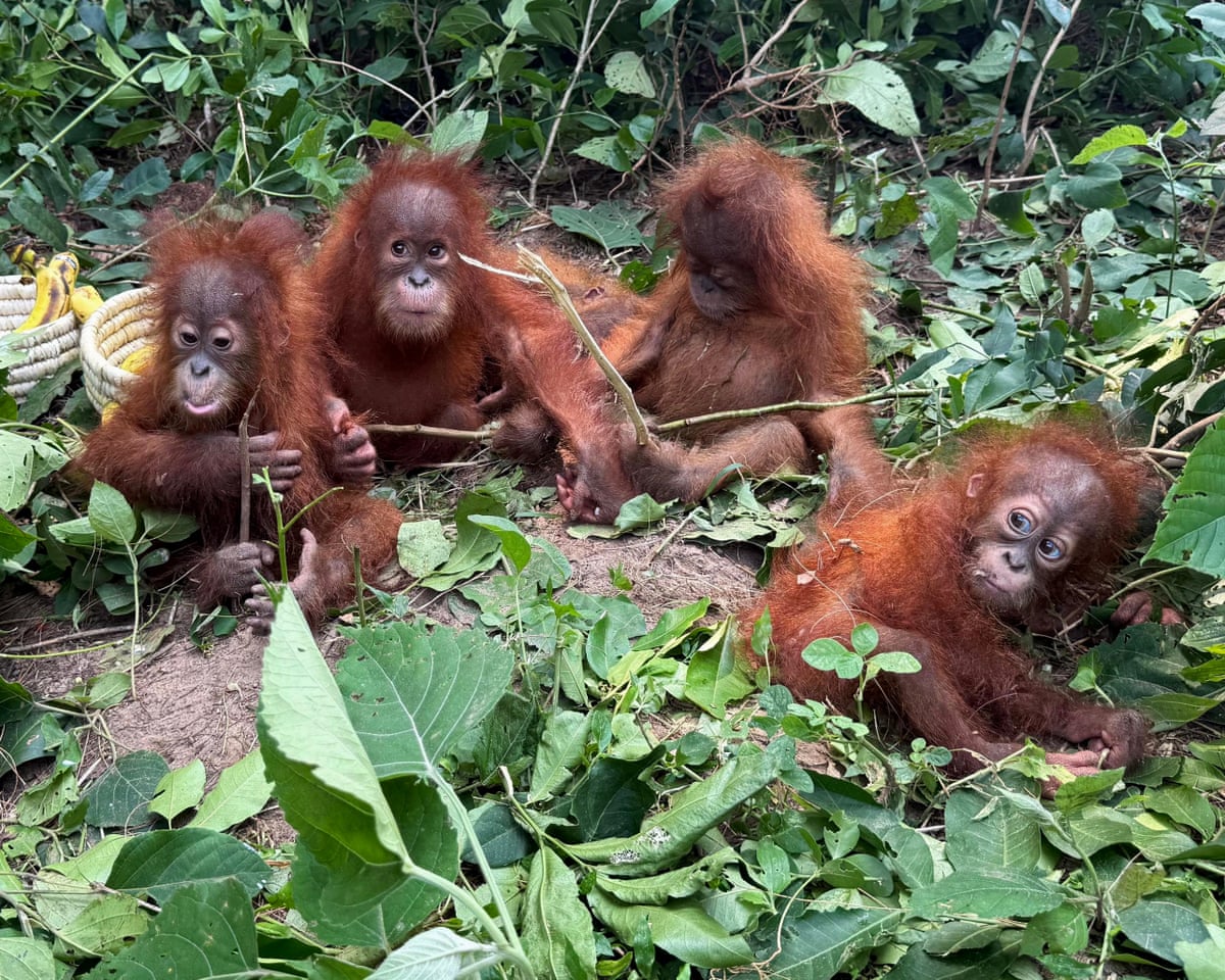 Bebês de orangotango encontrados na floresta na Índia desencadeiam investigação sobre tráfico