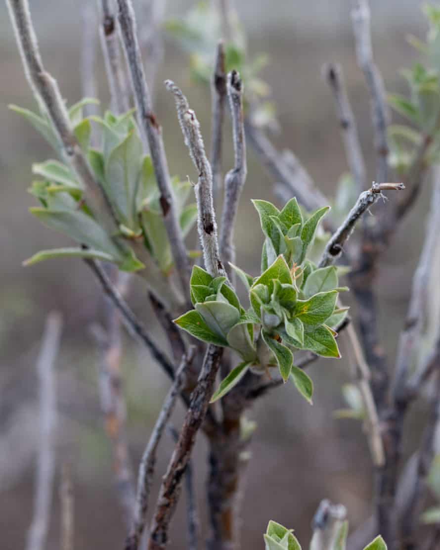 Um ecossistema ártico inteiro pode evoluir para se adaptar à crise climática?