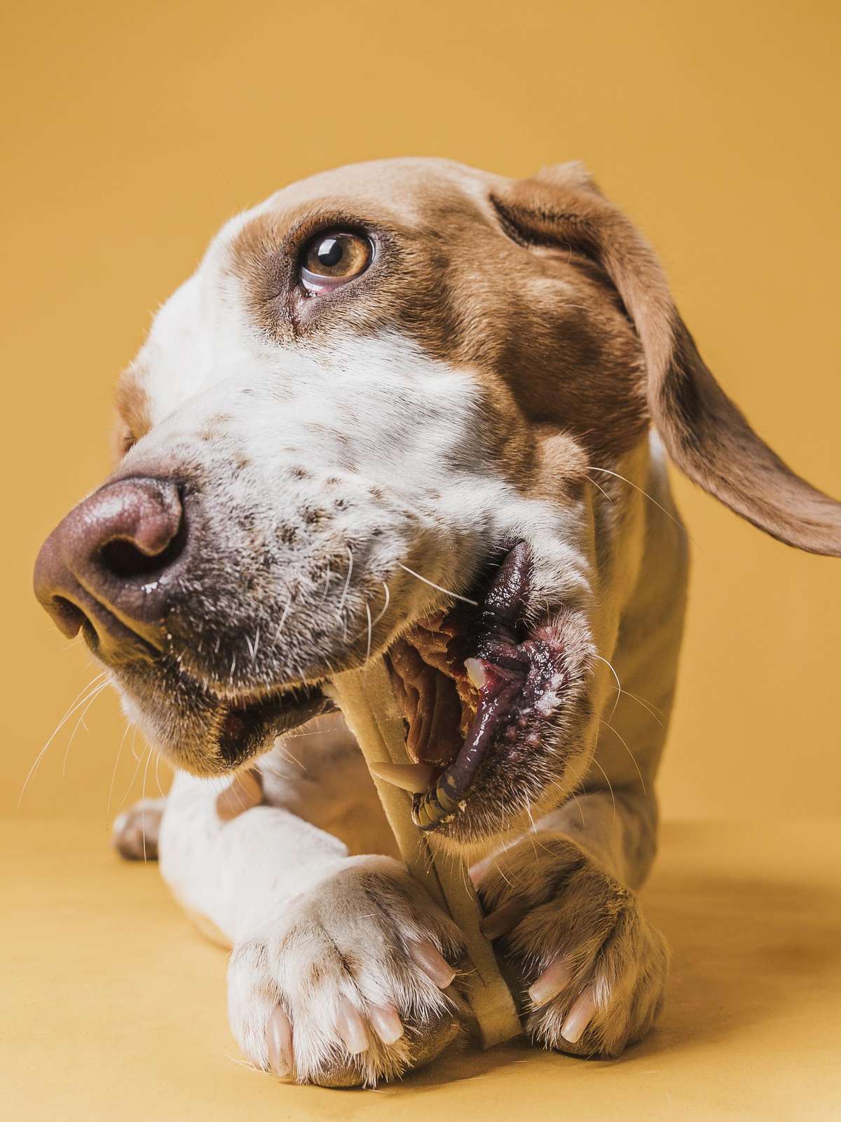 Seu cachorro lambe muito as patas? Comportamento pode indicar problema