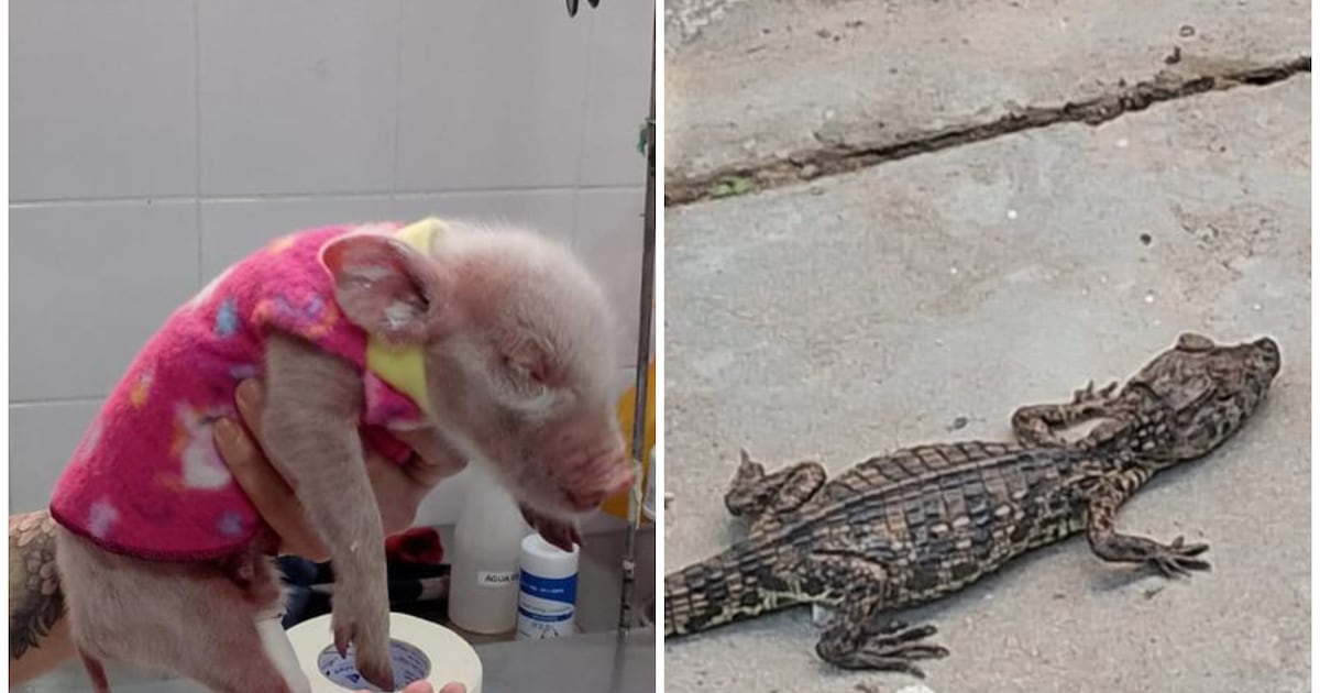 De cães e gatos a jacaré: animais inusitados são encontrados em estações de metrô em SP e Bahia