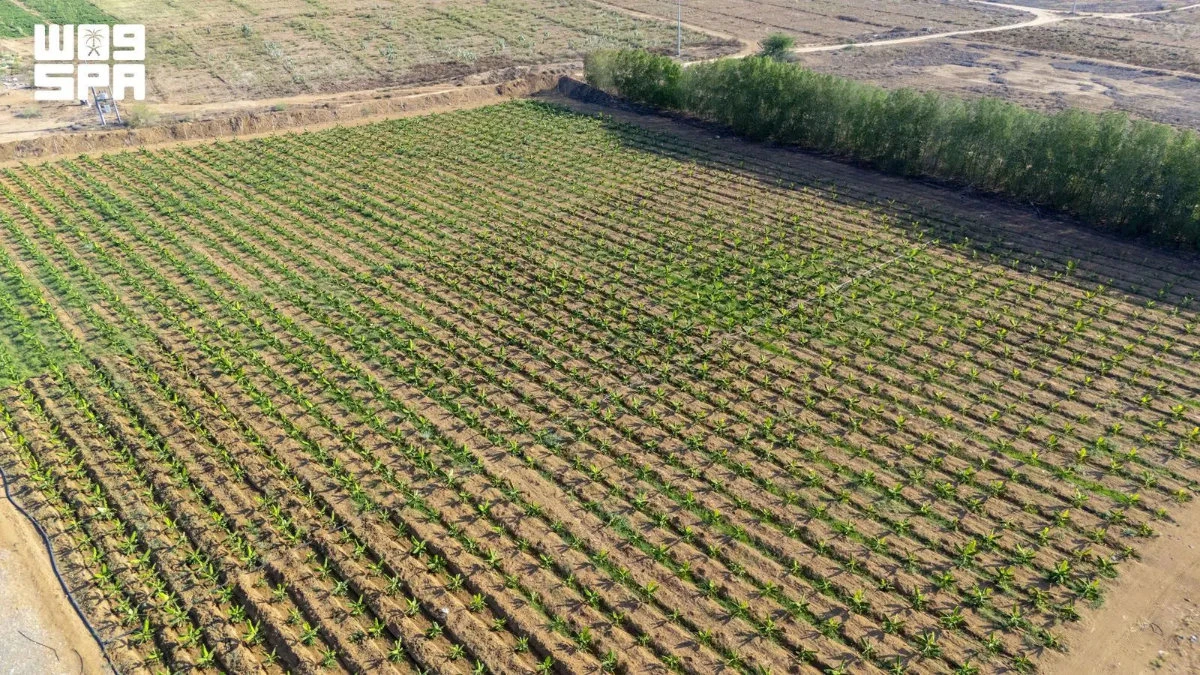 A diversidade de culturas da região de Jazan reforça os objetivos sauditas de segurança alimentar