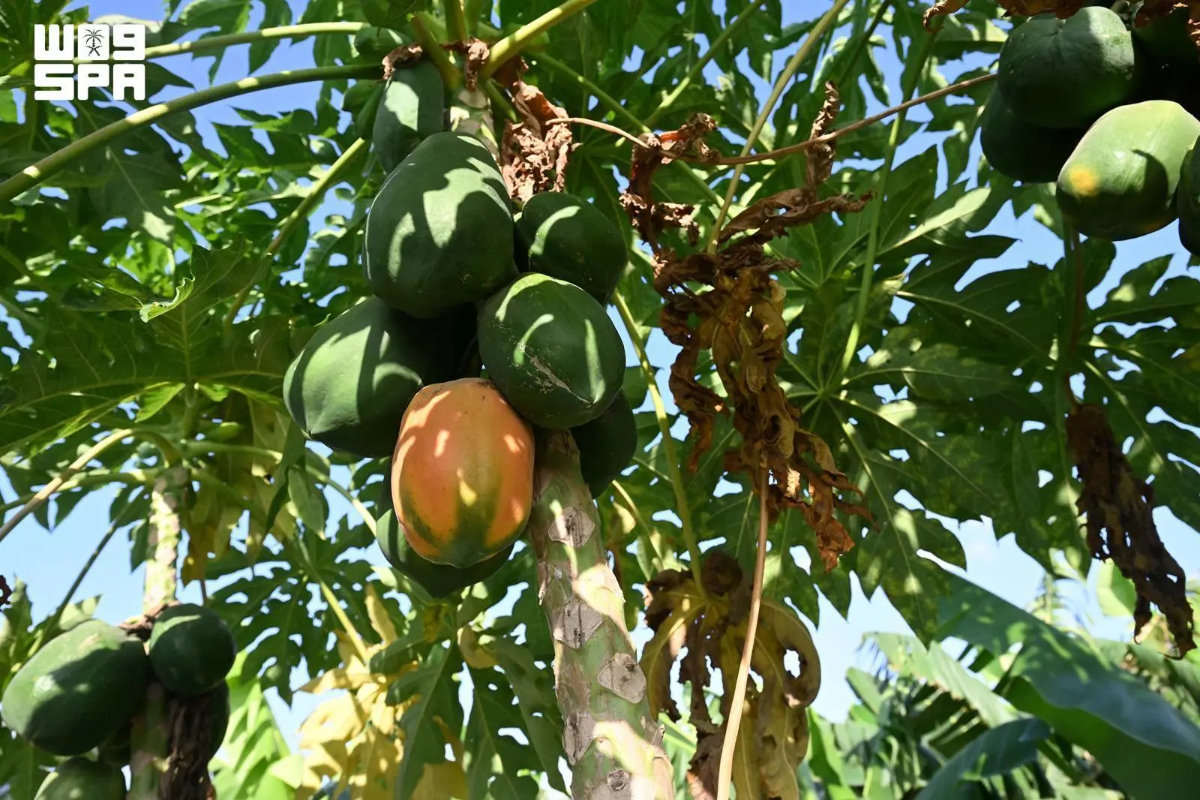 A diversidade de culturas da região de Jazan reforça os objetivos sauditas de segurança alimentar