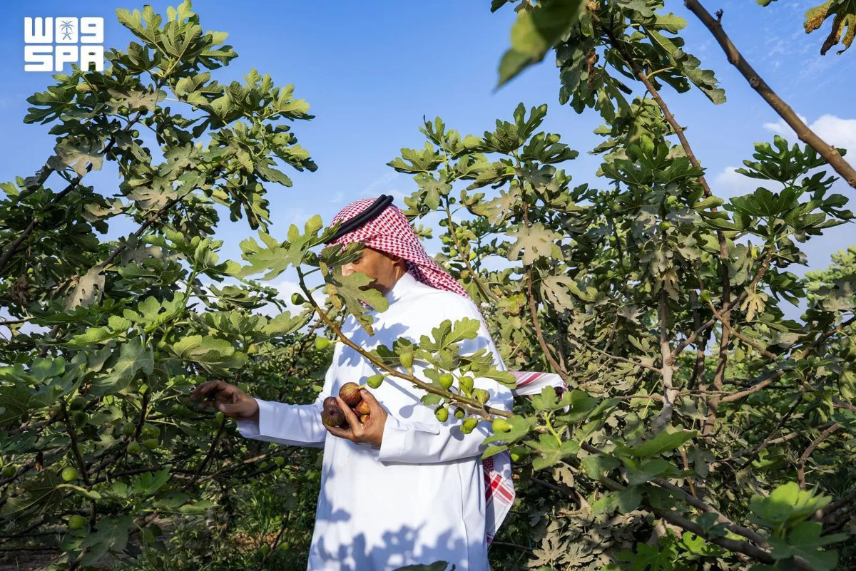 A diversidade de culturas da região de Jazan reforça os objetivos sauditas de segurança alimentar