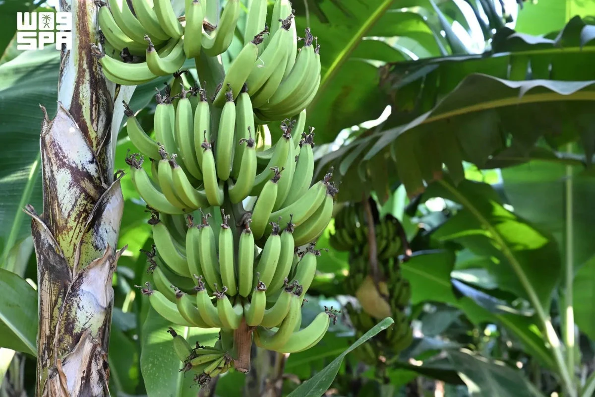 A diversidade de culturas da região de Jazan reforça os objetivos sauditas de segurança alimentar