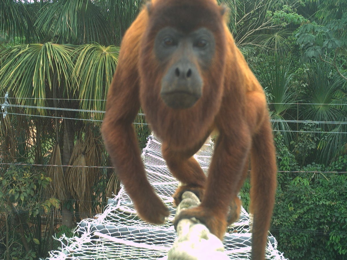 Animais cruzando: a solução simples para evitar mortes de animais na estrada na Amazônia