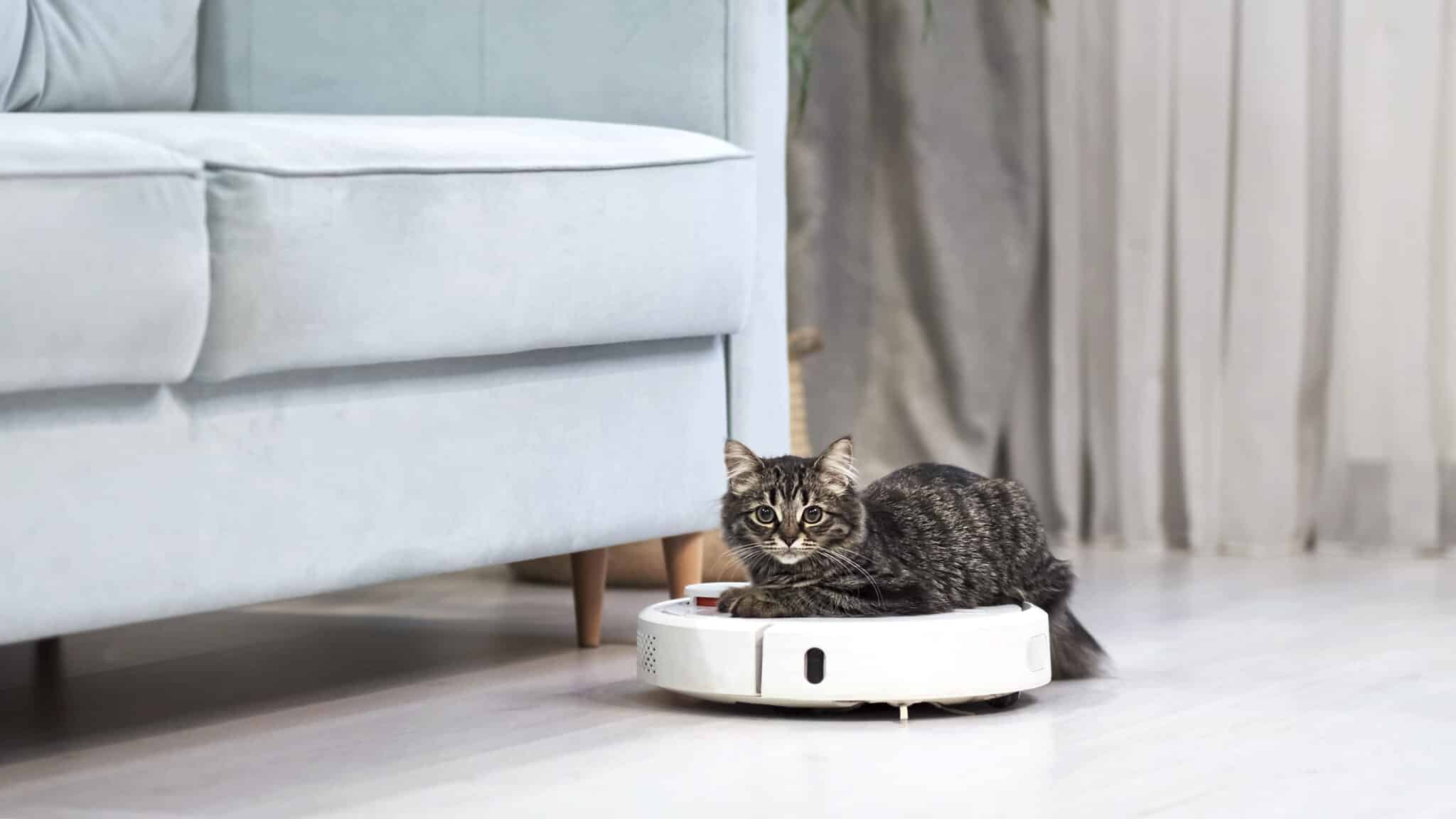 Pourquoi Certains Chats Sont Ils Si Fascin%c3%a9s Par L%e2%80%99aspirateur