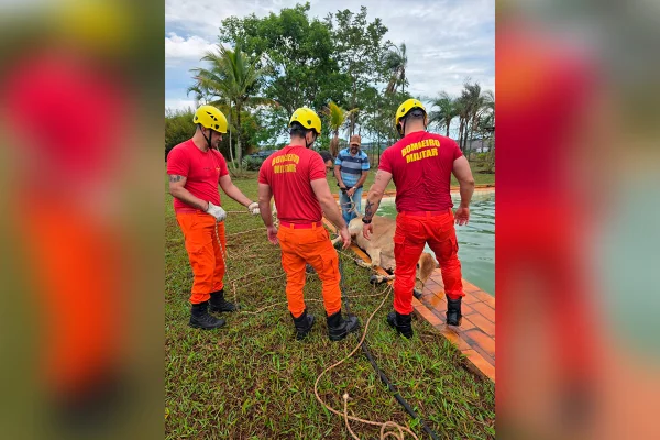 “Bois nadadores” de 500 kg caem em piscina e são resgatados pelos bombeiros - destaque galeria