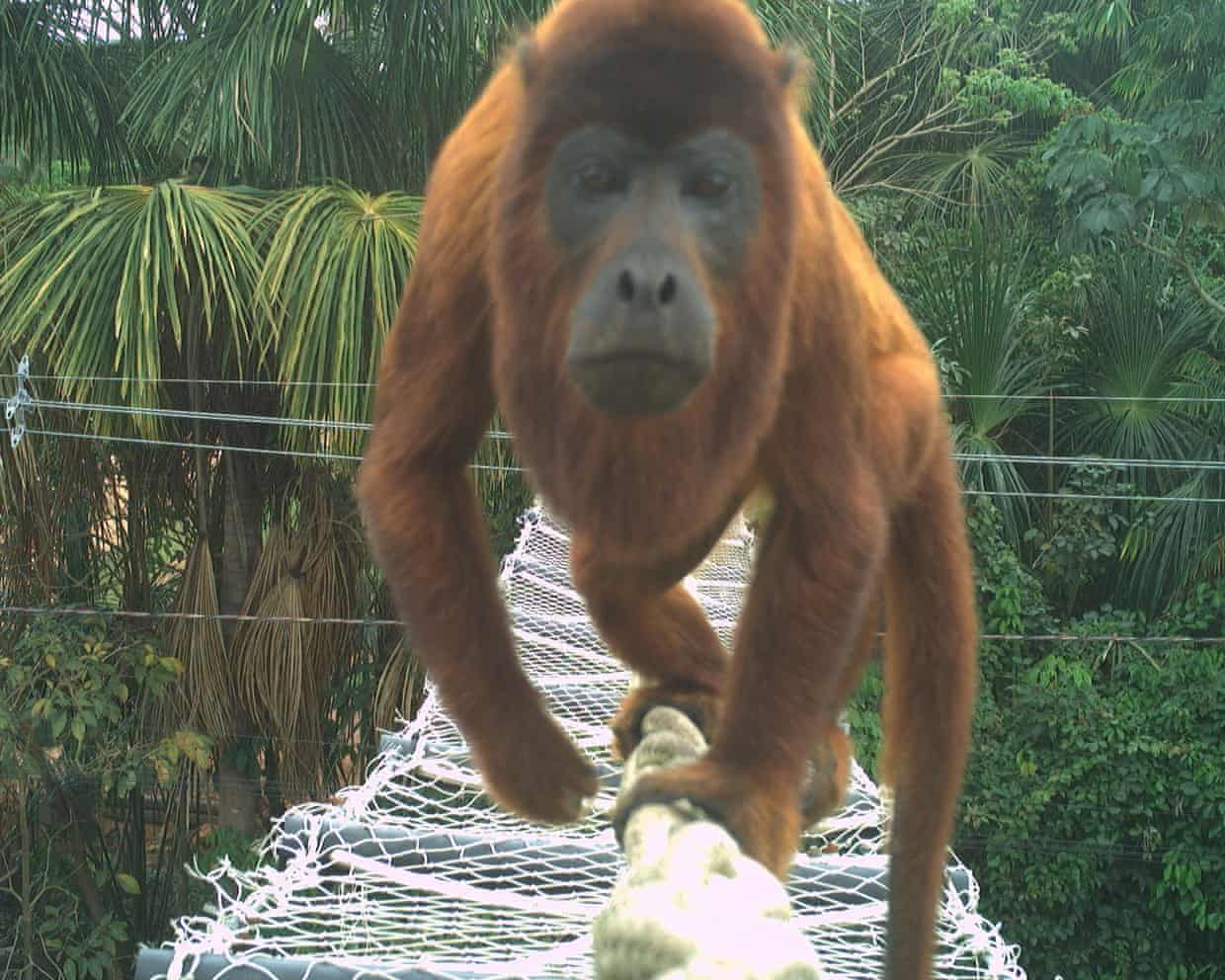 Animais cruzando: a solução simples para evitar mortes de animais na estrada na Amazônia