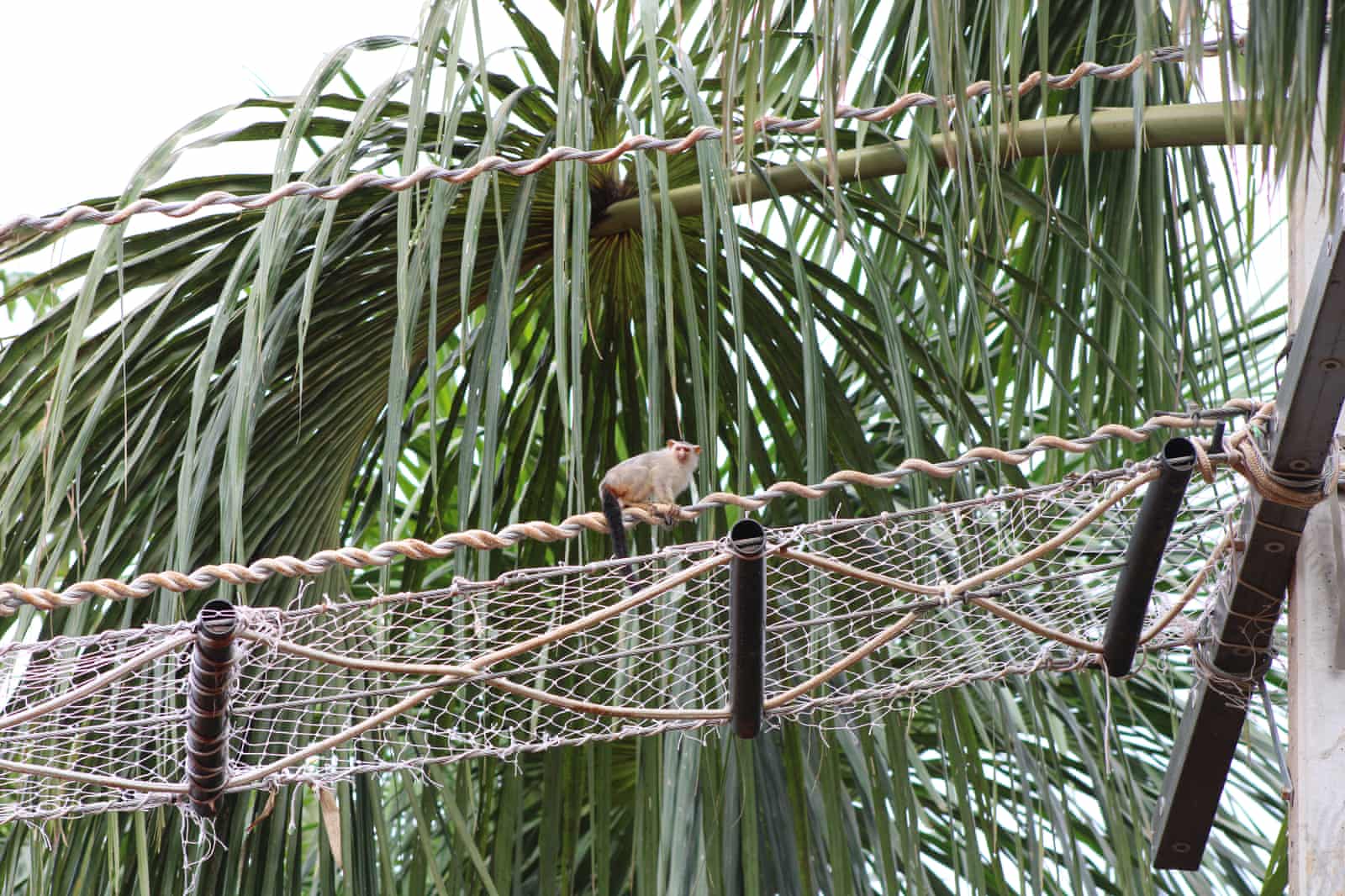 Animais cruzando: a solução simples para evitar mortes de animais na estrada na Amazônia