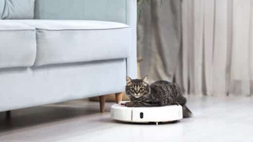 Pourquoi Certains Chats Sont Ils Si Fascin%c3%a9s Par L%e2%80%99aspirateur