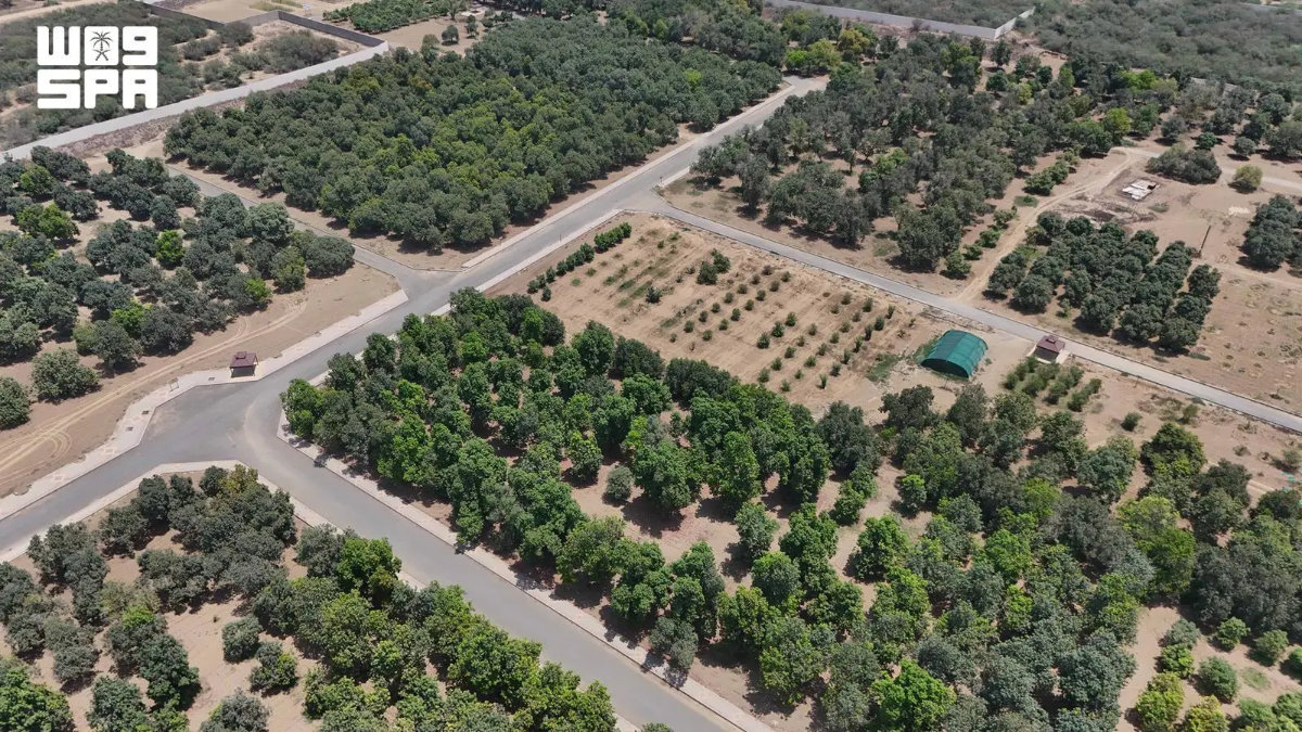 A diversidade de culturas da região de Jazan reforça os objetivos sauditas de segurança alimentar