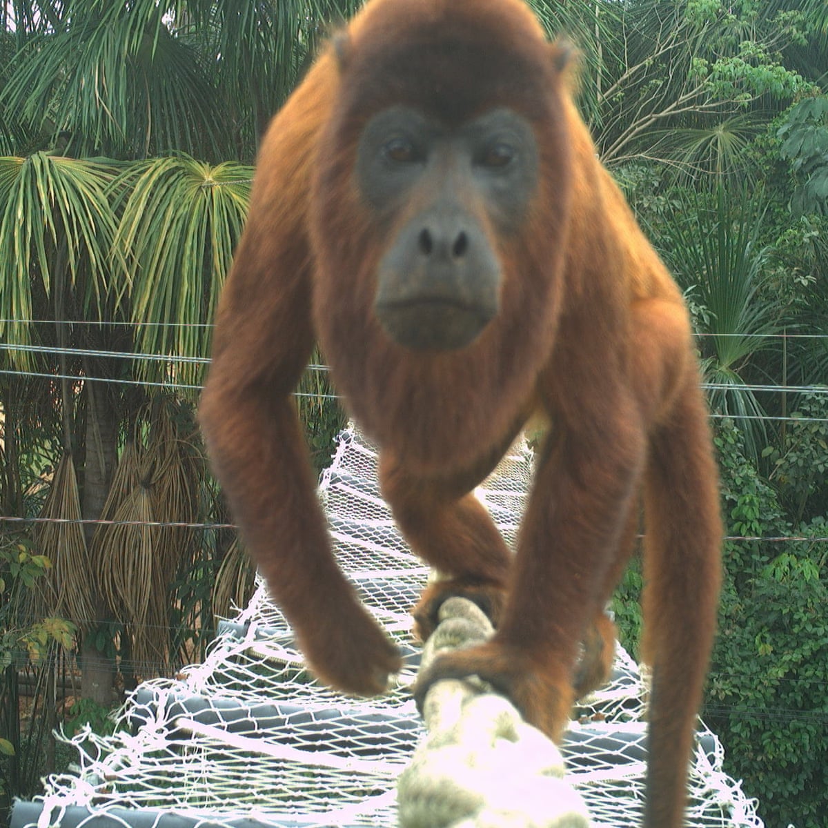 Animais cruzando: a solução simples para evitar mortes de animais na estrada na Amazônia