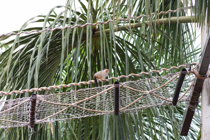 Animais cruzando: a solução simples para evitar mortes de animais na estrada na Amazônia
