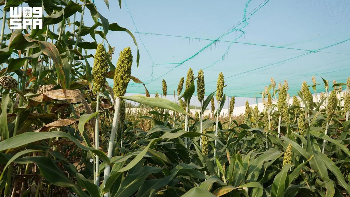 A diversidade de culturas da região de Jazan reforça os objetivos sauditas de segurança alimentar
