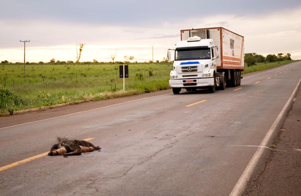Animais cruzando: a solução simples para evitar mortes de animais na estrada na Amazônia
